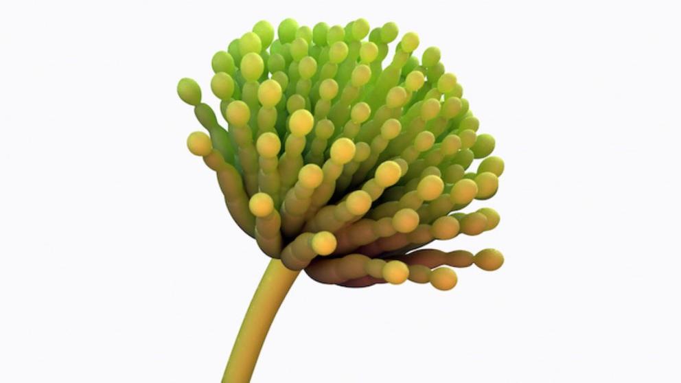 3D-rendered medically accurate illustration of aspergillus mold. 